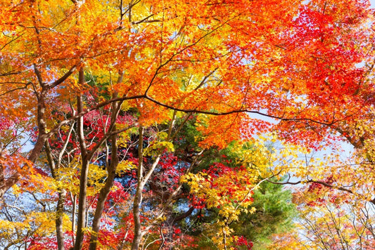 Fiery fall foliage