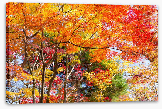Fiery fall foliage