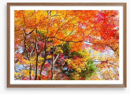 Fiery fall foliage