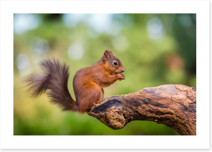 Bushy tail balance