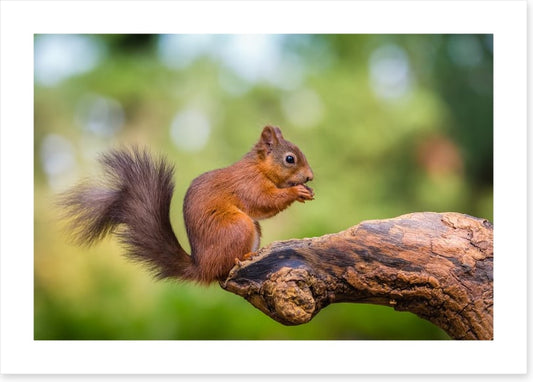 Bushy tail balance