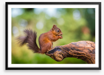 Bushy tail balance