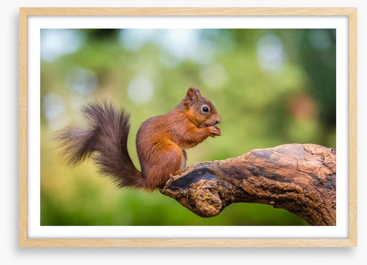 Bushy tail balance
