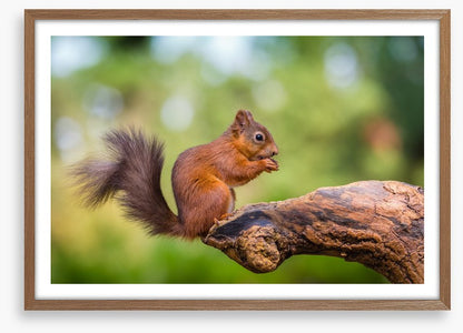 Bushy tail balance