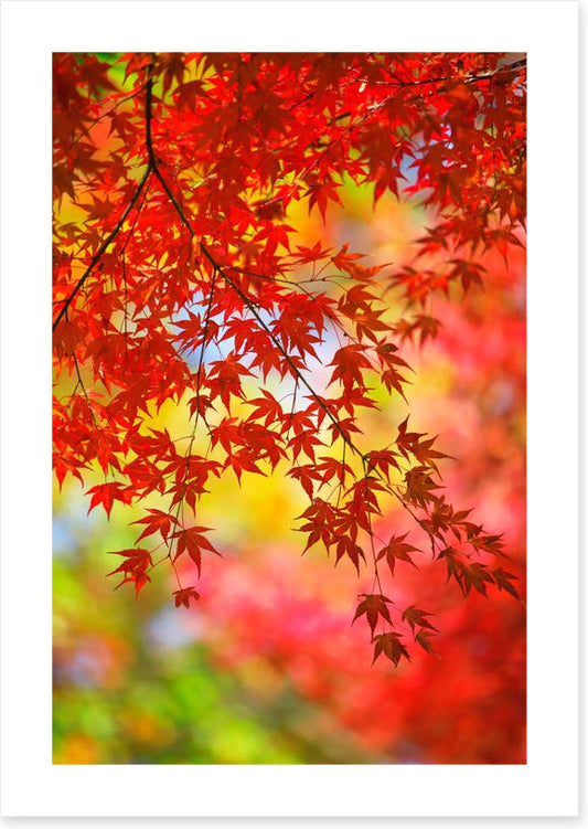 Under the maple tree