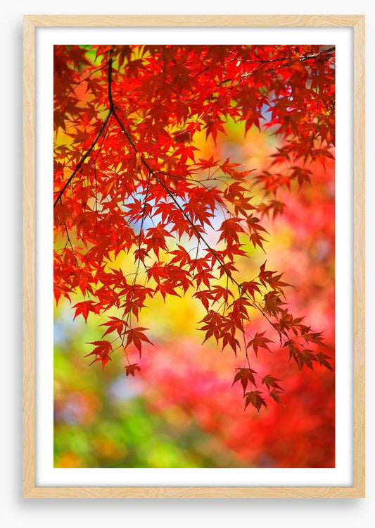 Under the maple tree