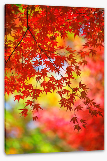 Under the maple tree