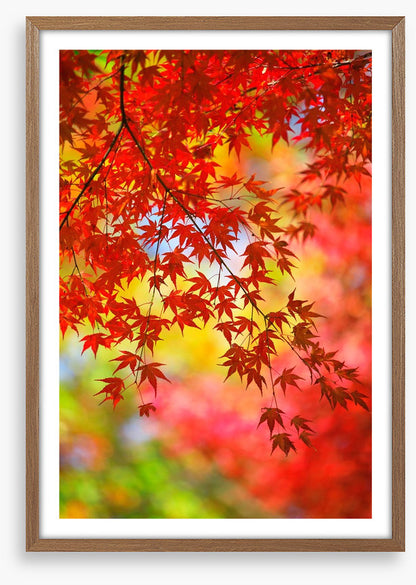Under the maple tree