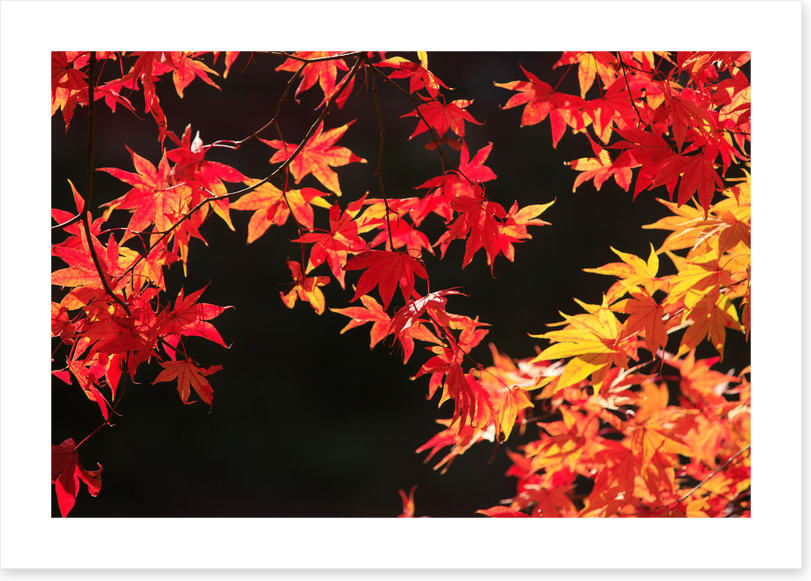 Leaves