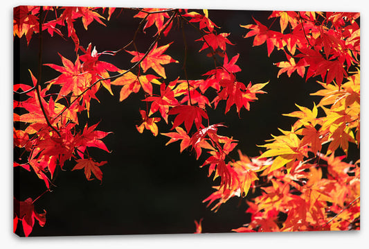 Leaves