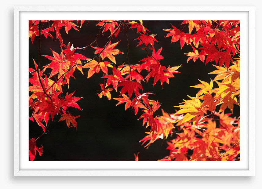 Leaves