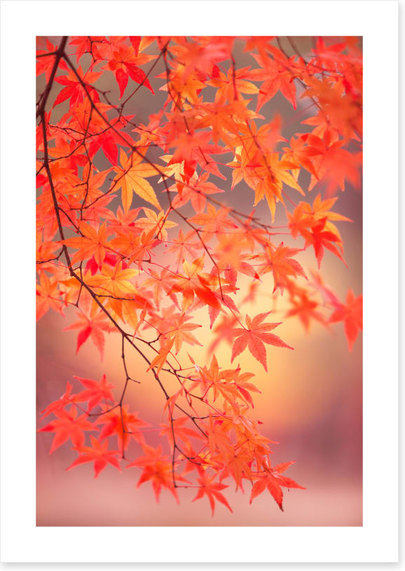 Maple leaf light