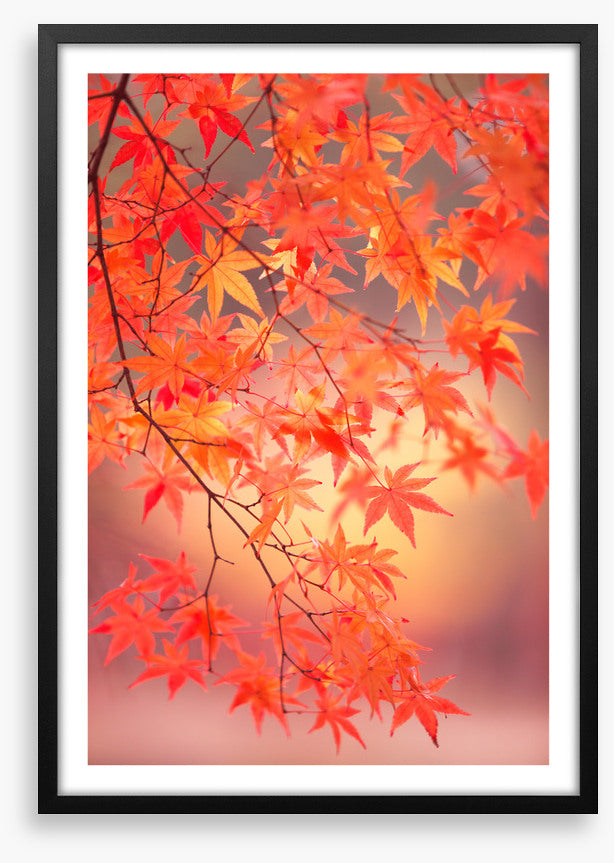 Maple leaf light