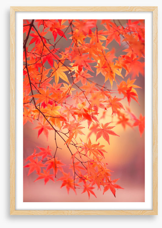 Maple leaf light