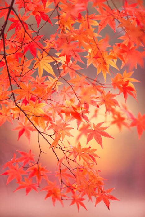 Maple leaf light