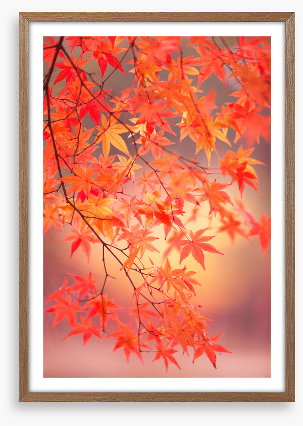Maple leaf light