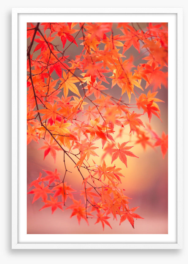Maple leaf light