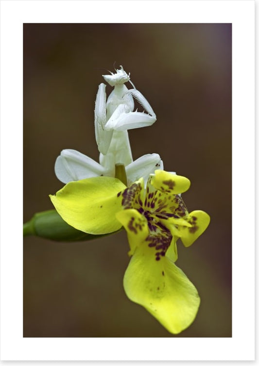 Insects