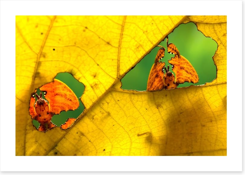 Insects