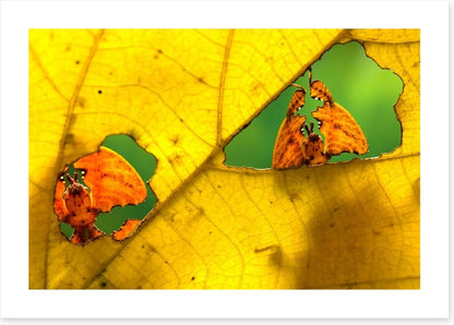 Insects