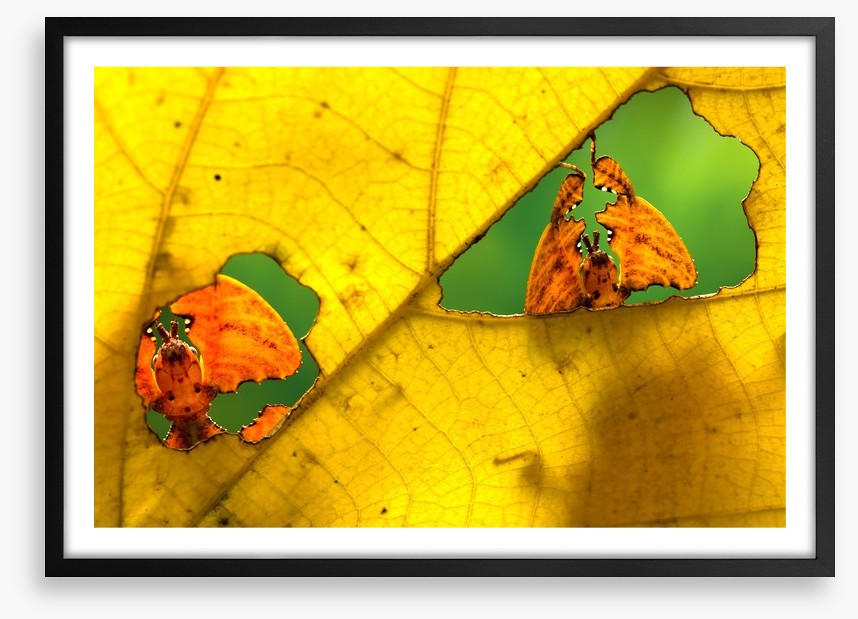 Insects