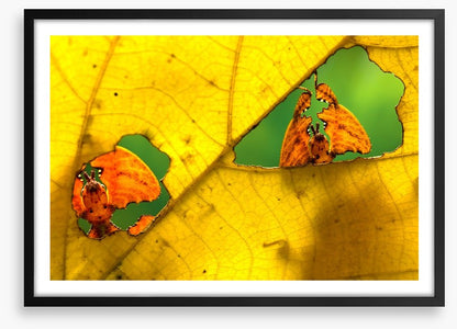 Insects