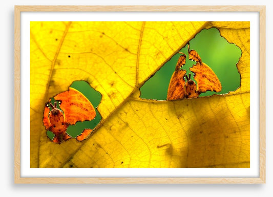 Insects