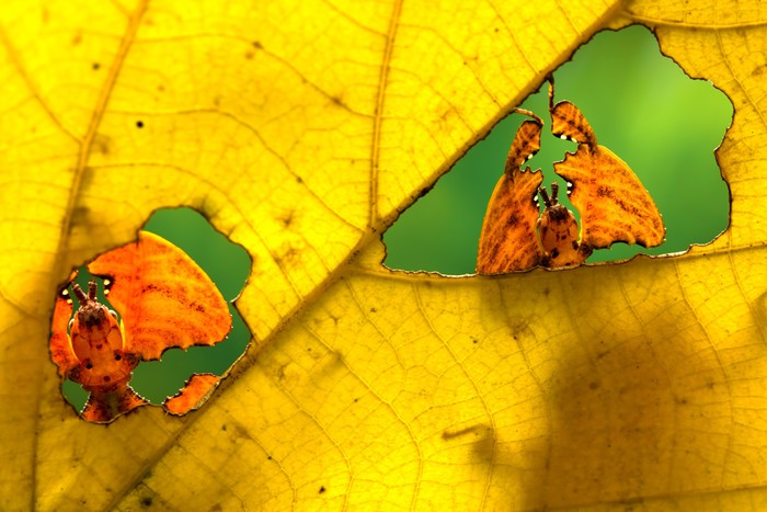 Insects