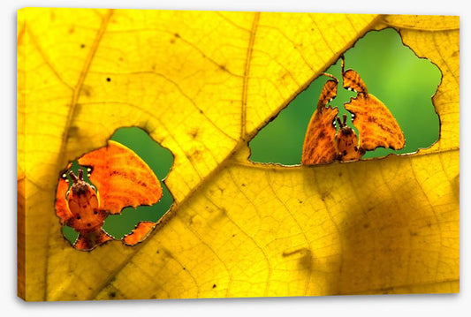 Insects