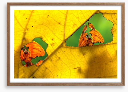 Insects