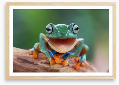 Laughing frog