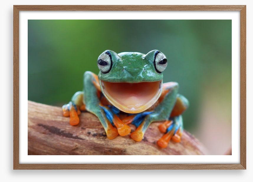 Laughing frog