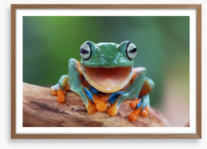 Laughing frog