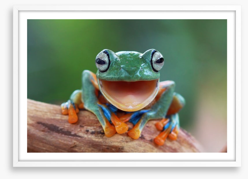 Laughing frog