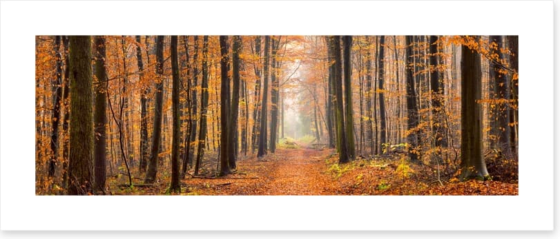 Forests