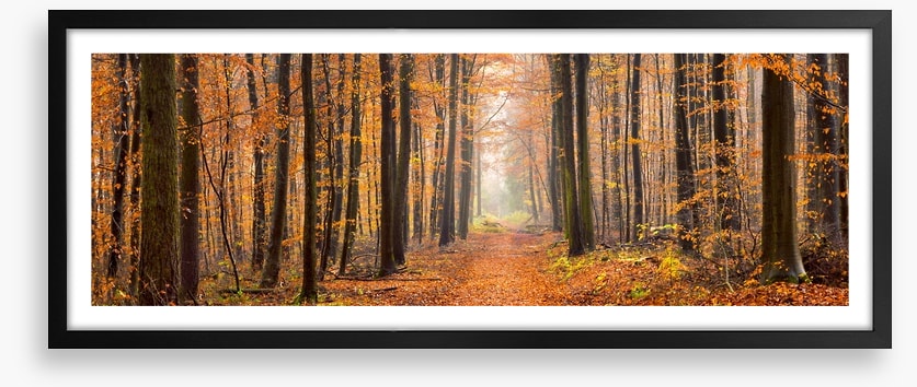 Forests