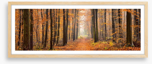 Forests
