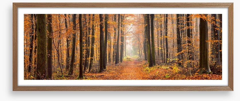 Forests