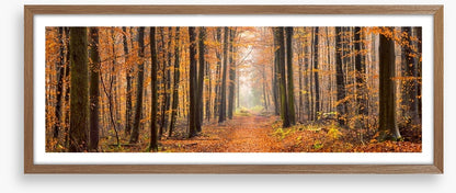 Forests