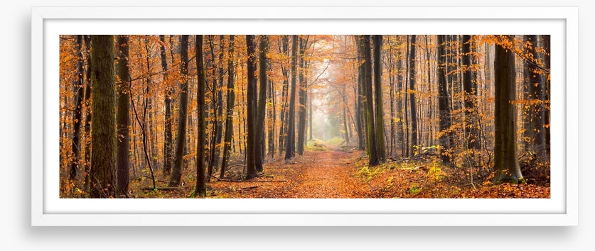 Forests