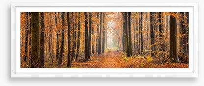 Forests