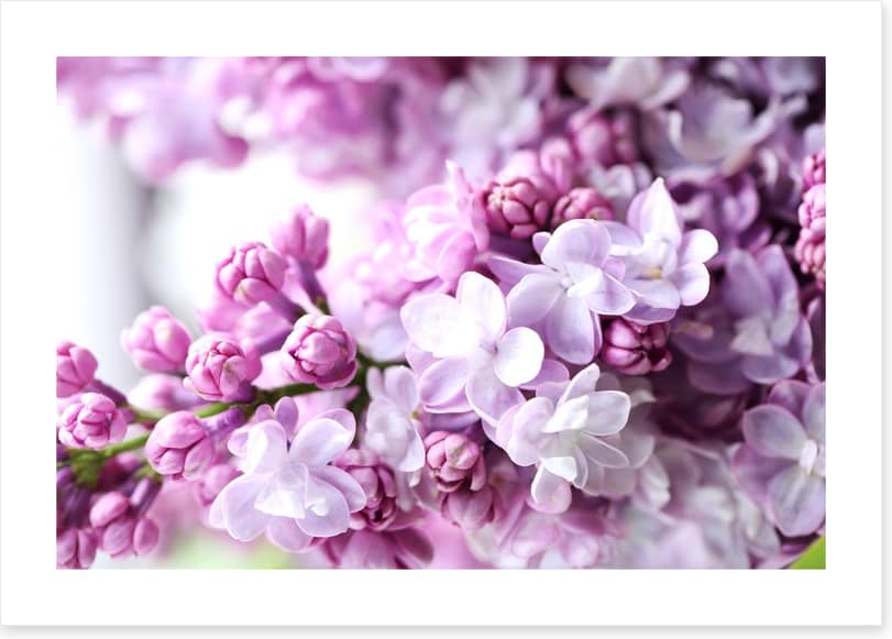 Lilac in the light
