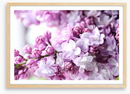 Lilac in the light