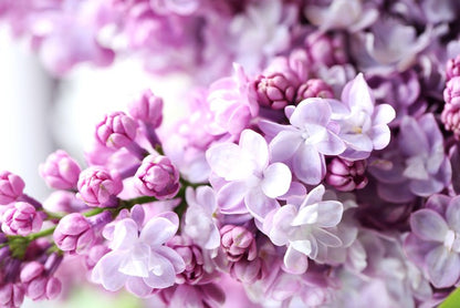 Lilac in the light