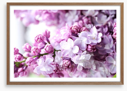 Lilac in the light