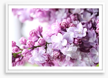 Lilac in the light