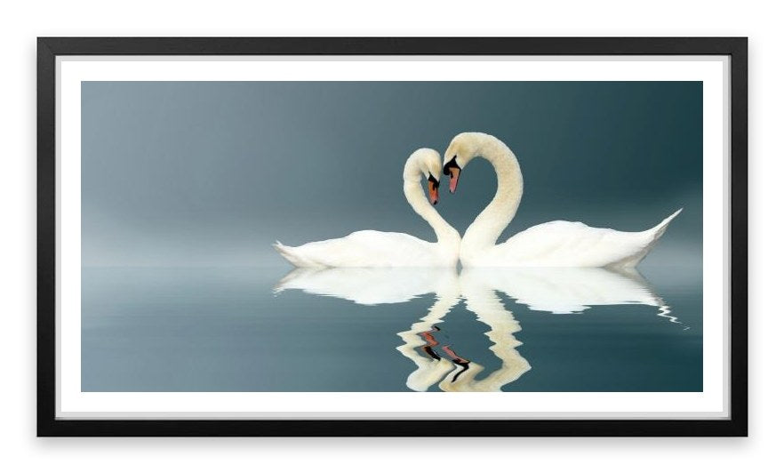 Love swans panorama