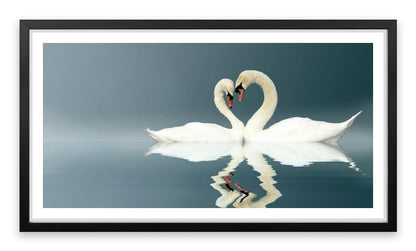 Love swans panorama