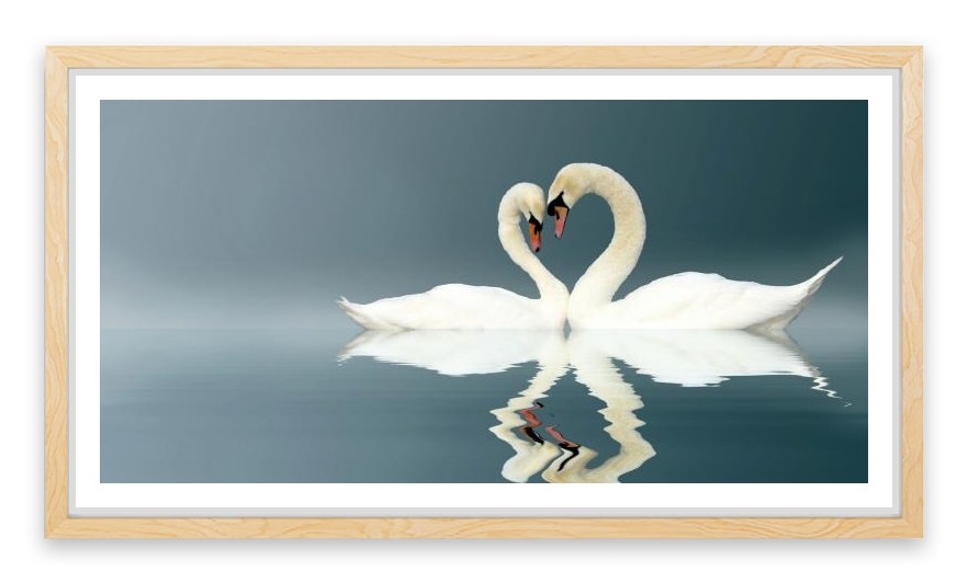 Love swans panorama