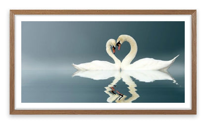 Love swans panorama